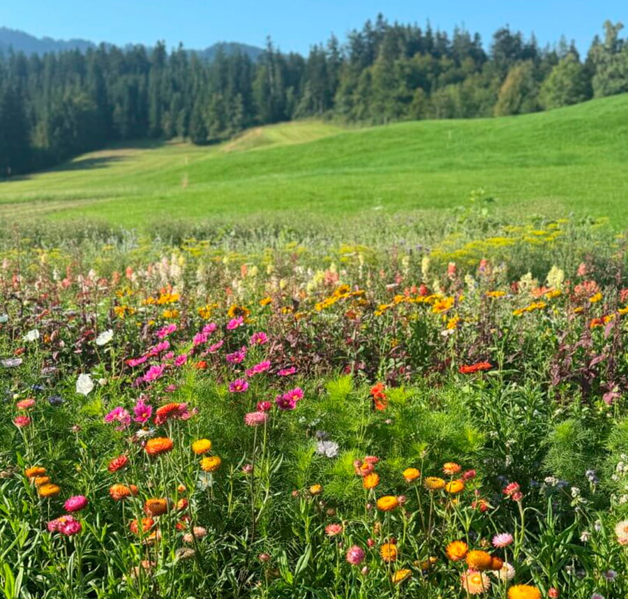 Blumenfeld Wilde Wiese in Rüschegg Gambach